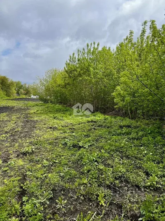 Участок в Новосибирская область, Колывань рп ул. Ленина, 46 (16.42 ... - Фото 1