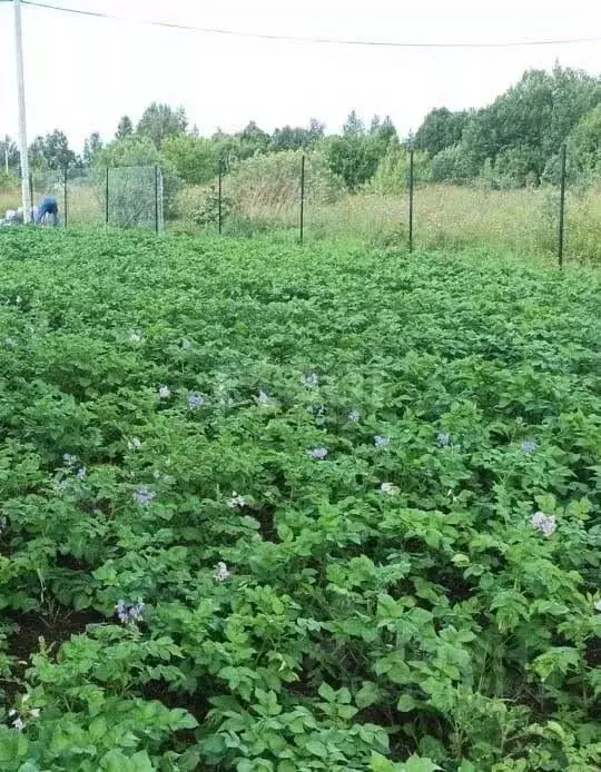 Участок в Калужская область, Малоярославецкий район, Спас-Загорье ... - Фото 2