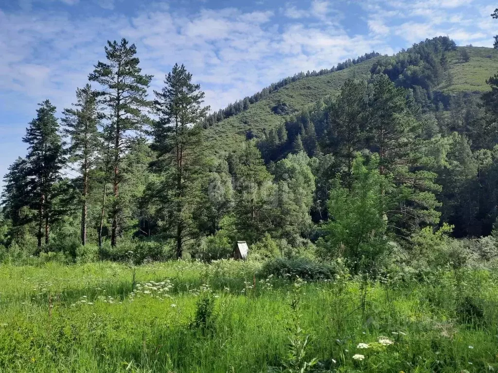 Участок в Алтайский край, Алтайский район, с. Алтайское  (180.0 сот.) - Фото 1