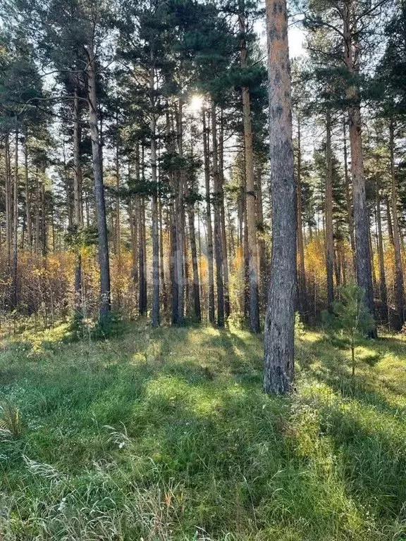 Участок в Алтайский край, Бийский район, с. Лесное  (13.4 сот.) - Фото 0