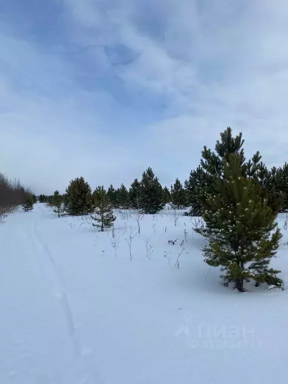 Участок в Тюменская область, Тюменский район, Горьковское ... - Фото 1