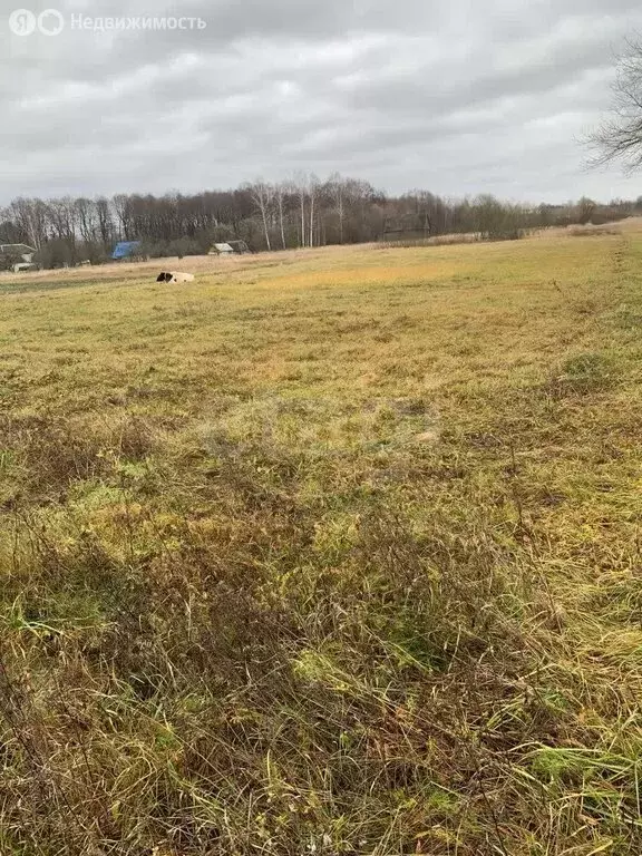 Участок в Брянская область, Жуковский муниципальный округ, деревня ... - Фото 2