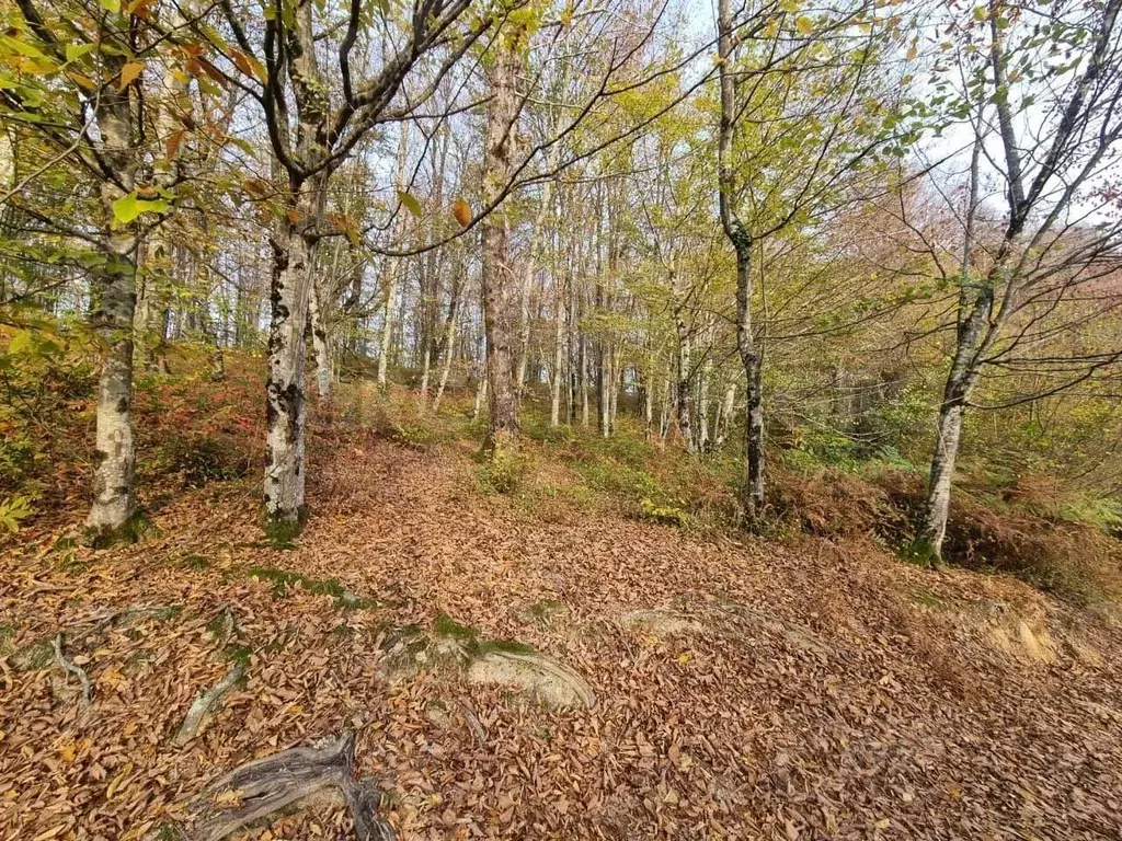 Участок в Краснодарский край, Сочи городской округ, с. Пластунка ул. ... - Фото 1