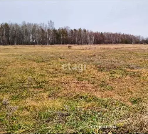 Участок в Амурская область, с. Тамбовка  (10.0 сот.) - Фото 0