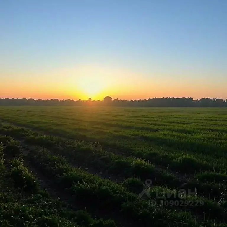 Участок в Ставропольский край, Ипатовский муниципальный округ, с. ... - Фото 1