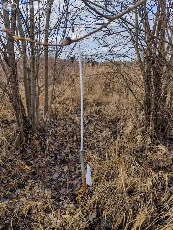 Участок в Кострома, коттеджный посёлок Первый (8 м) - Фото 1