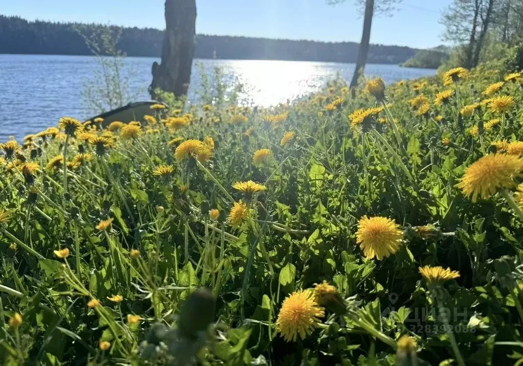 Участок в Ленинградская область, Выборгский район, Полянское с/пос, ... - Фото 2