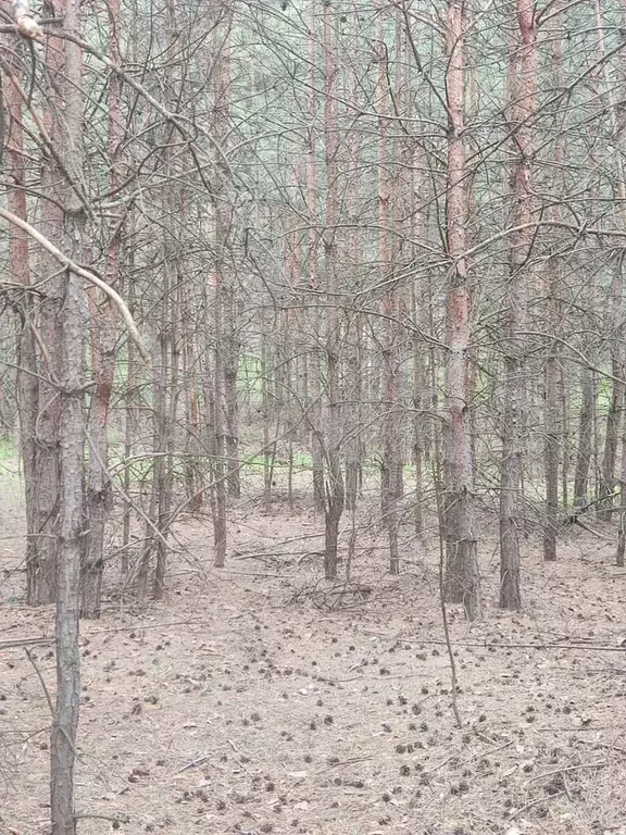 Участок 13 сот. (ИЖС) - Фото 1