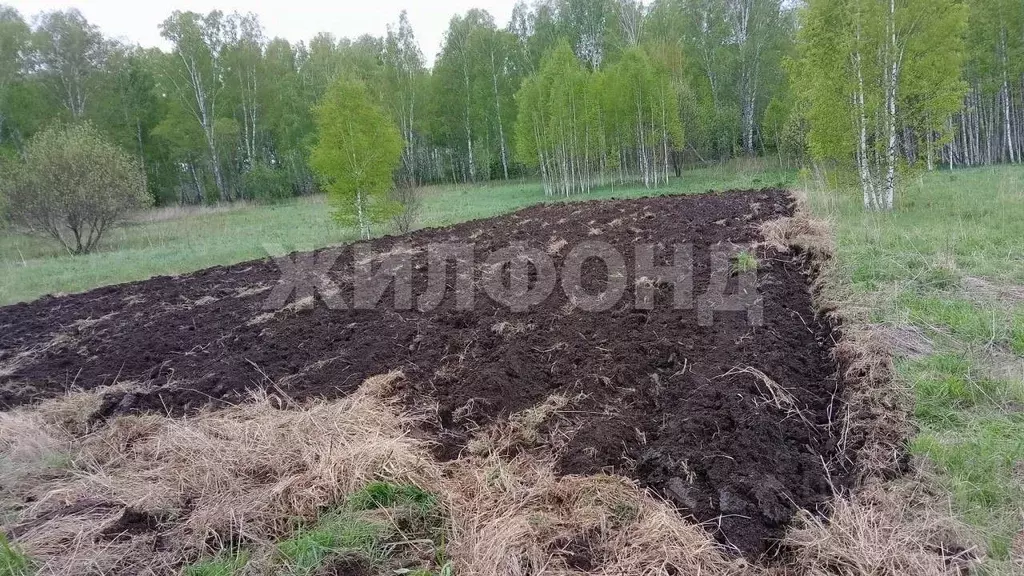 Участок в Новосибирская область, Новосибирский район, Березовский ... - Фото 1