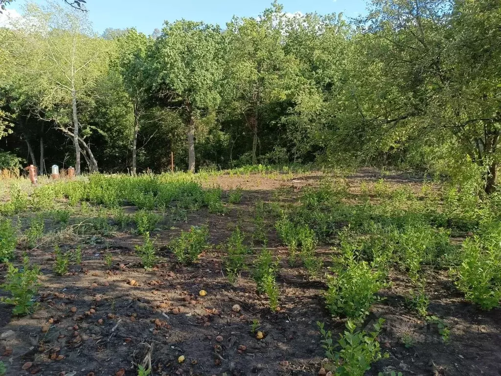 Участок в Саратовская область, д. Долгий Буерак, Новь СНТ  (6.7 сот.) - Фото 1