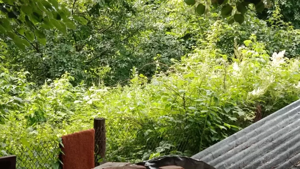 Участок в Костромская область, Кострома ул. Ленина, 53 (8.15 сот.) - Фото 2