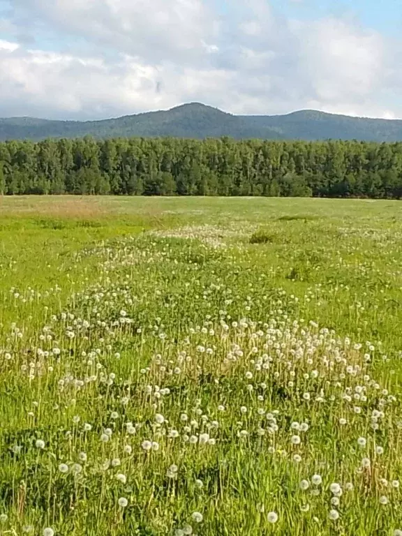 Участок в Хабаровский край, Хабаровский район, с. Бычиха  (90.31 сот.) - Фото 1
