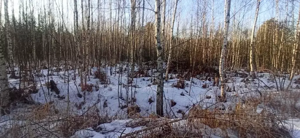 Участок в Московская область, Шатура муниципальный округ, пос. ... - Фото 0