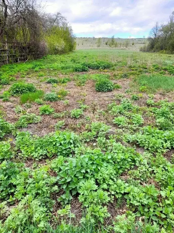 Участок в Воронежская область, Хохольский район, Староникольское ... - Фото 2