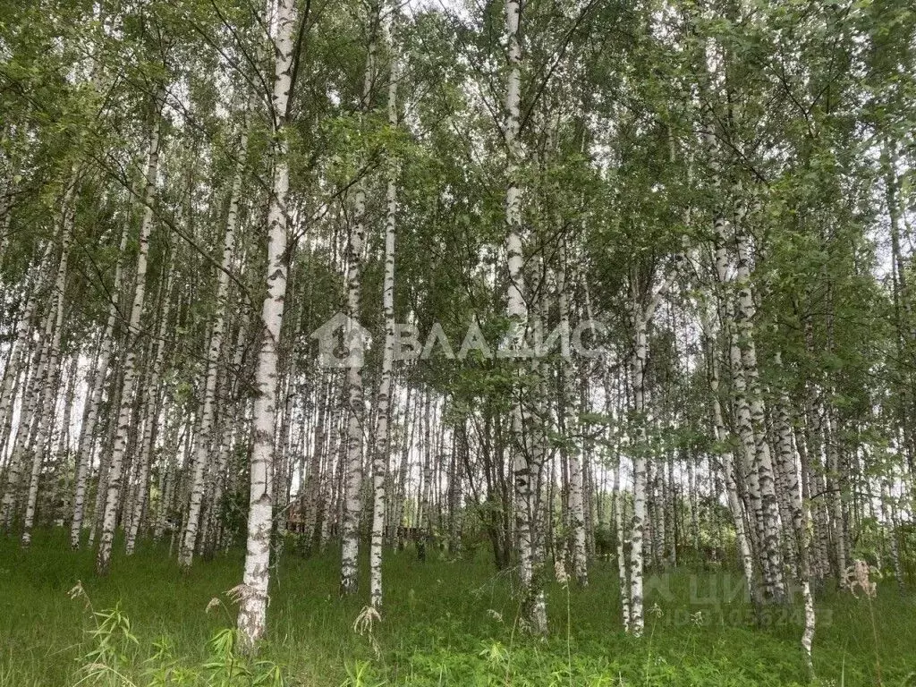 Участок в Владимирская область, Суздальский район, Боголюбовское ... - Фото 0