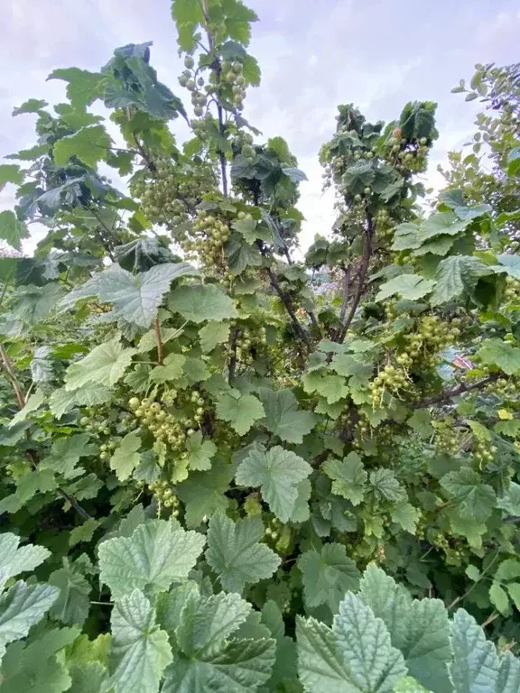 Дом в Свердловская область, Ревда № 4 ОАО СУМЗ СОТ, 13 (30 м) - Фото 2