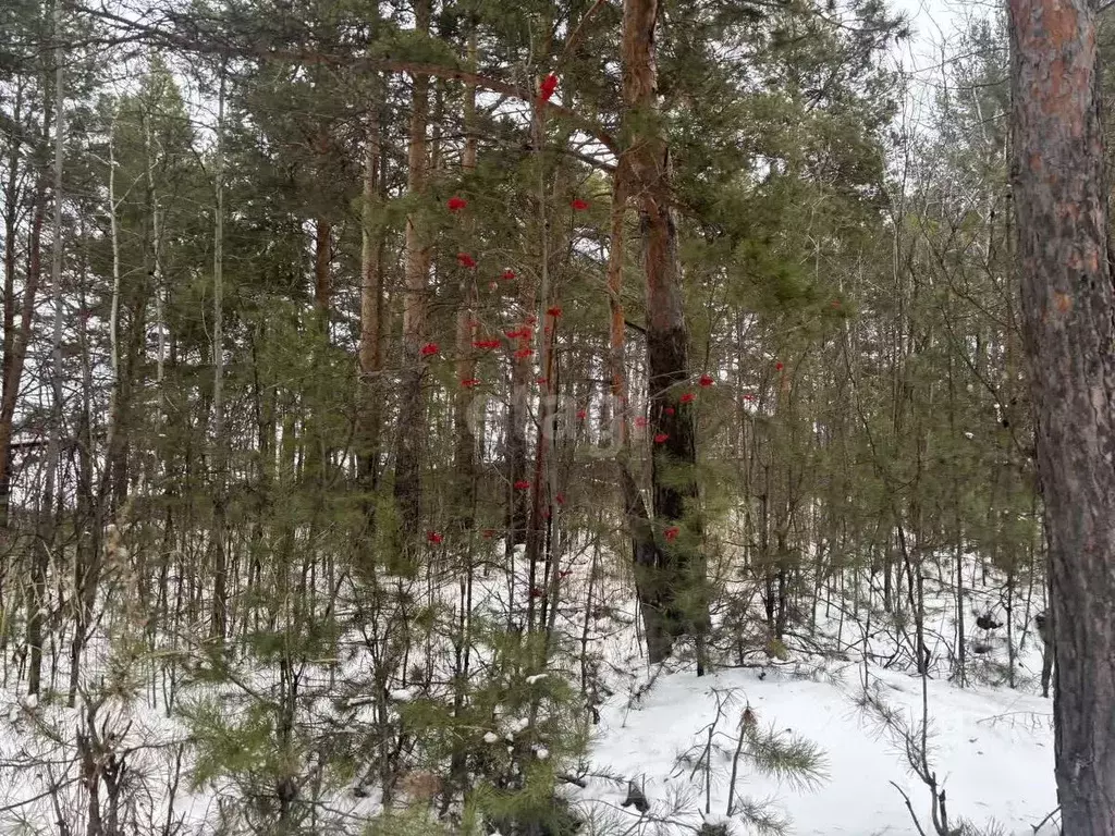 Участок в Свердловская область, Сысертский муниципальный округ, пос. ... - Фото 2