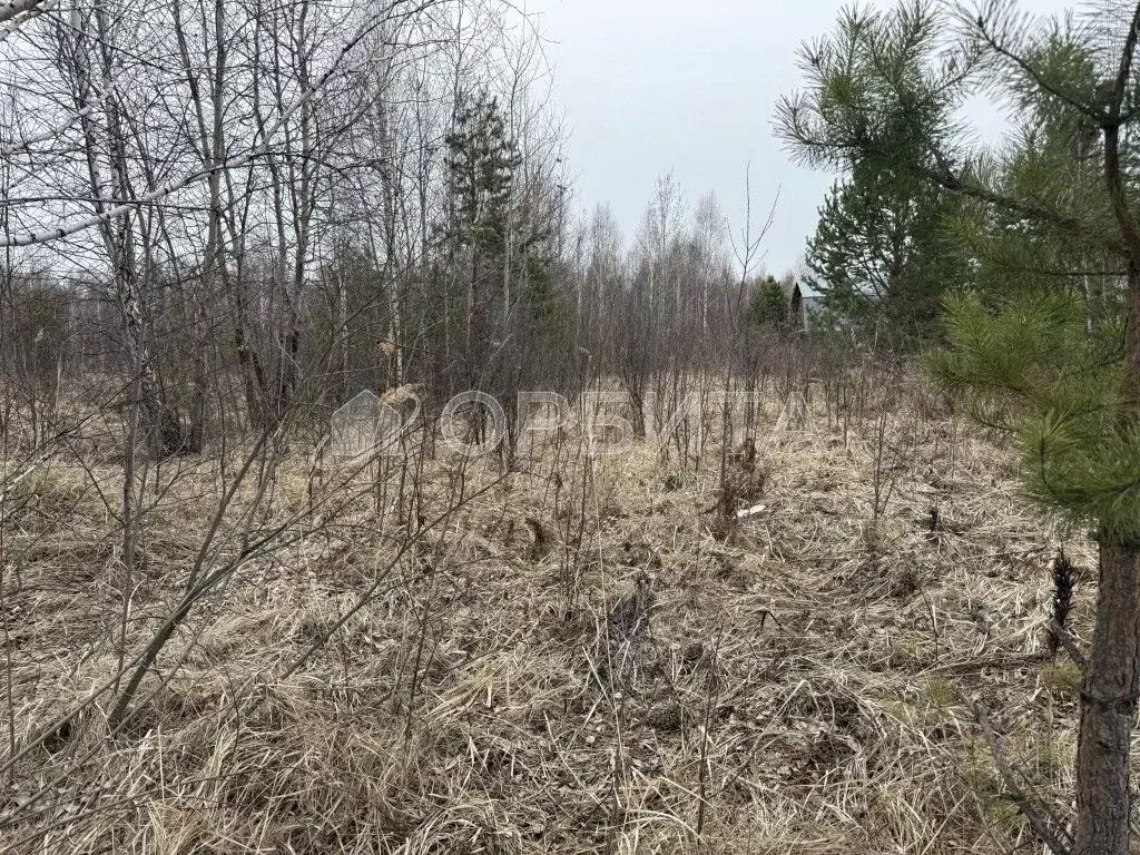 Участок в Тюменская область, Тюмень Садовое товарищество Липовый ... - Фото 2