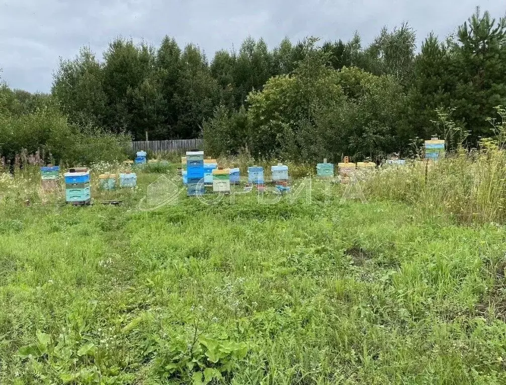 Участок в Тюменская область, Тюменский муниципальный округ, д. Чаплык ... - Фото 1