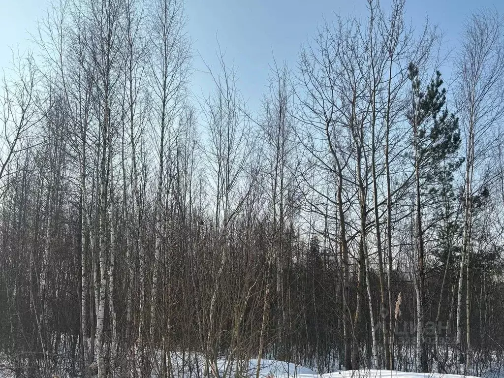 Участок в Московская область, Электрогорск Павлово-Посадский городской ... - Фото 1
