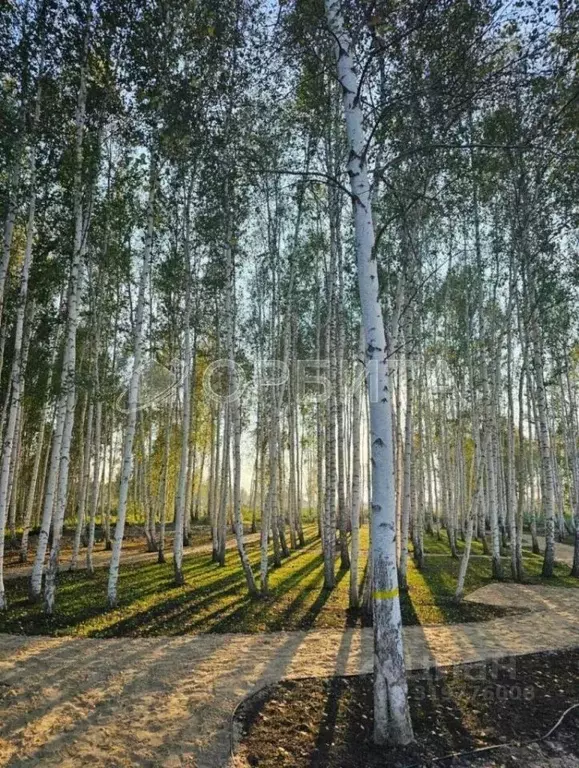 Участок в Тюменская область, Нижнетавдинский район, Строитель ТСН  ... - Фото 1