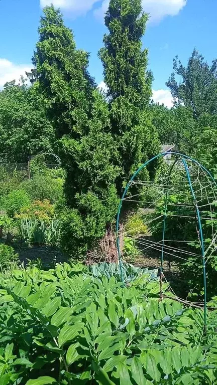 Дом в Калужская область, Мосальск ул. Верхний Кавказ, 3 (74 м) - Фото 2