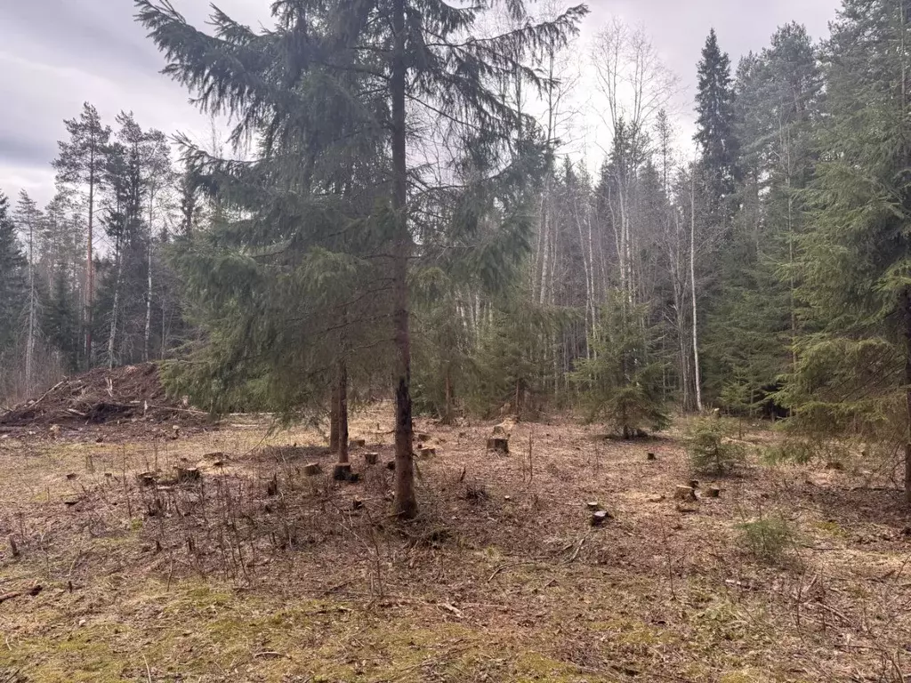 Участок в Ленинградская область, Приозерский район, Раздольевское ... - Фото 0