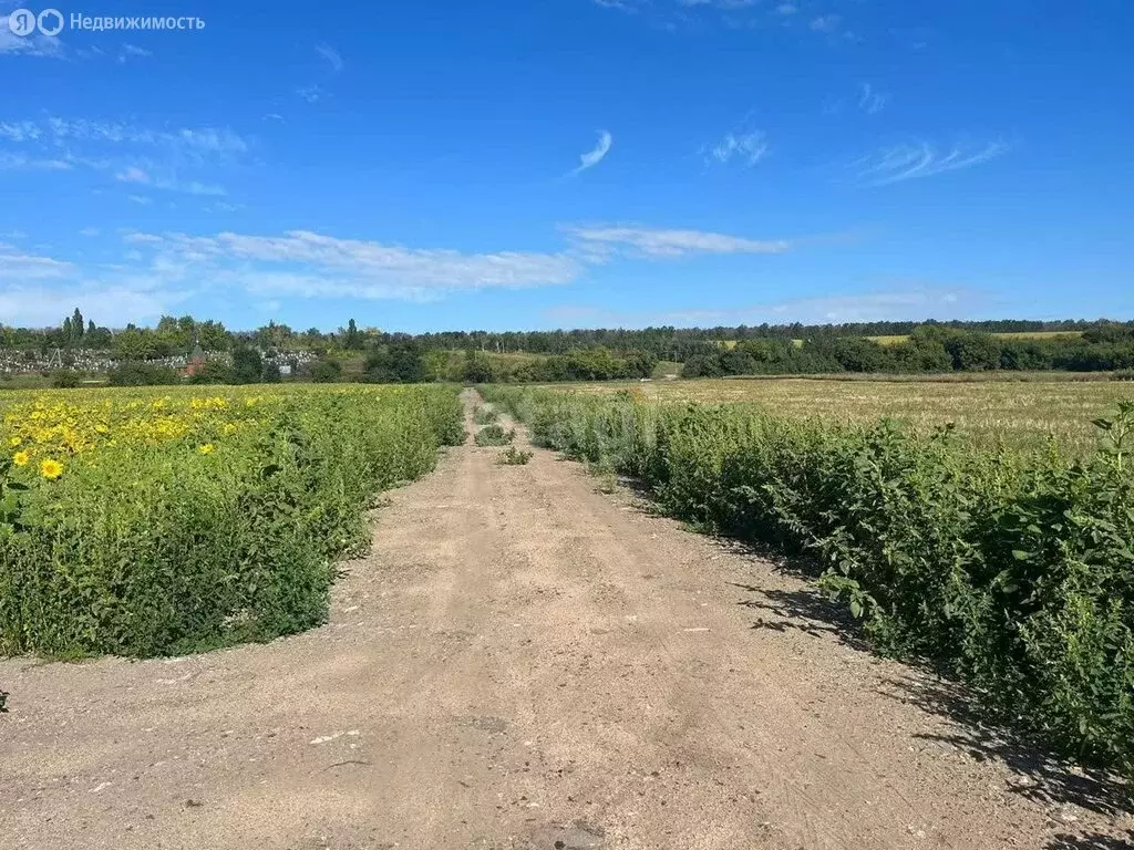 Участок в Хохольский район, село Новогремяченское (8 м) - Фото 0