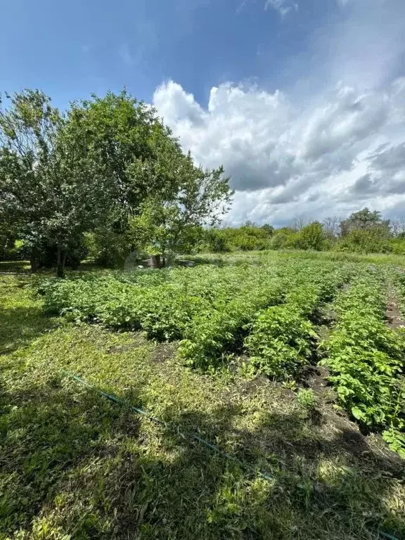 Дом в Белгородская область, Валуйки ул. Володарского, 99 (39 м) - Фото 1