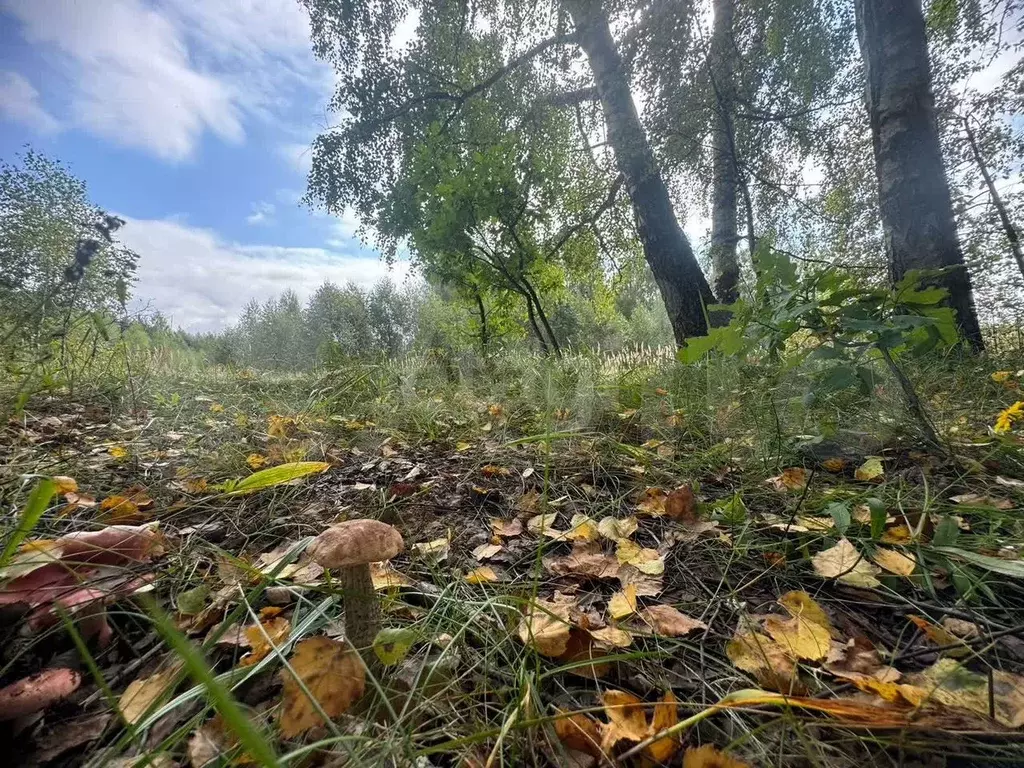 Участок 12,1 сот. (СНТ, ДНП) - Фото 0