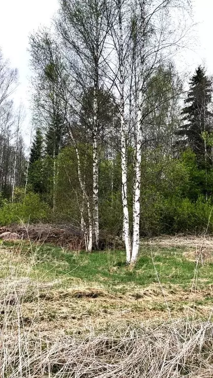 Участок в Ярославская область, Рыбинск ул. Шолохова (11.6 сот.) - Фото 1