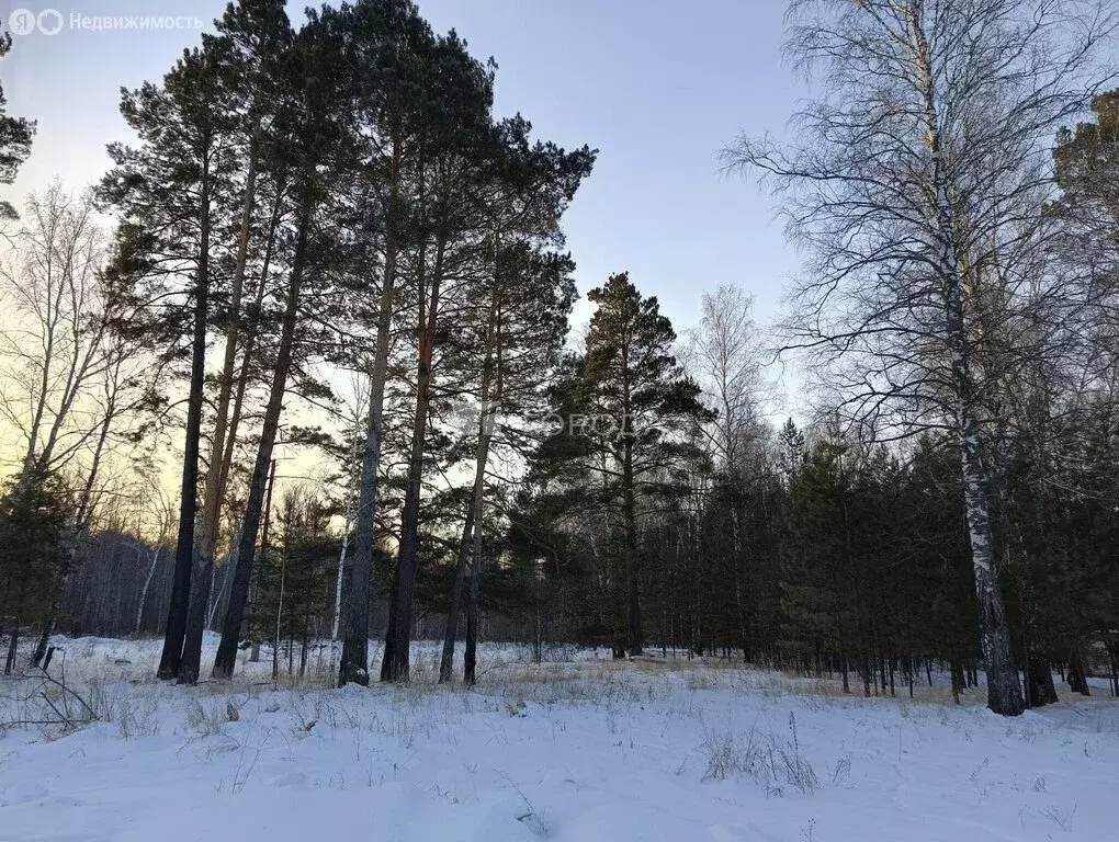 Участок в Новосибирский район (820 м) - Фото 0