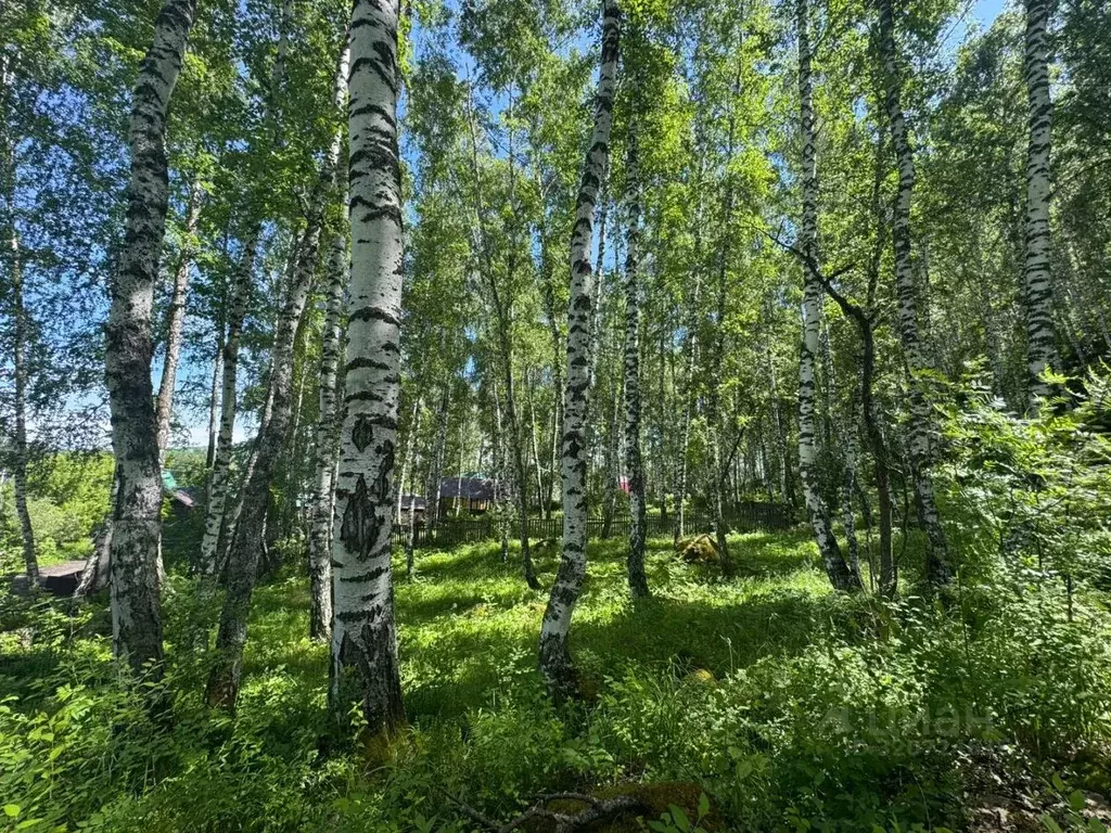 Участок в Алтайский край, Алтайский район, Айский сельсовет, с. Ая ул. ... - Фото 2