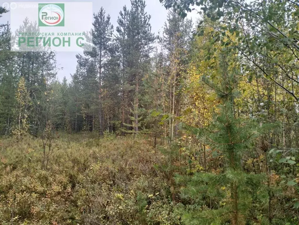 Участок в Архангельская область, Приморский муниципальный округ, СНТ ... - Фото 0