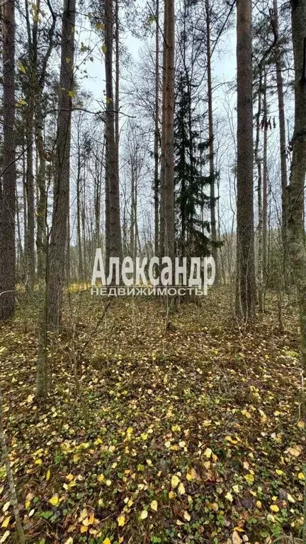 Участок, 10 сот., сельхоз (снт или днп) - Фото 1