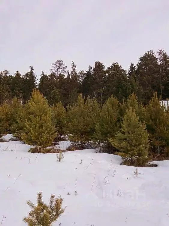 Участок в Иркутская область, Иркутский муниципальный округ, ... - Фото 1