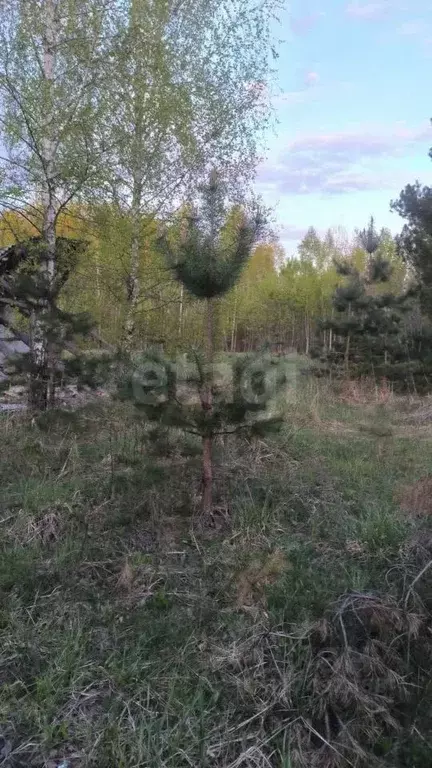 Участок в Брянская область, Брянский район, Нетьинское с/пос, д. ... - Фото 2