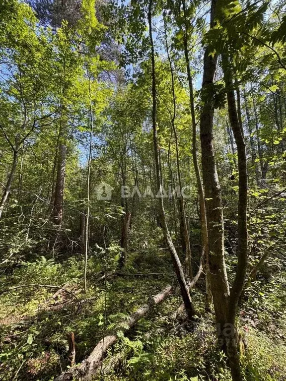 Участок в Ленинградская область, Выборгский район, Полянское с/пос, ... - Фото 1