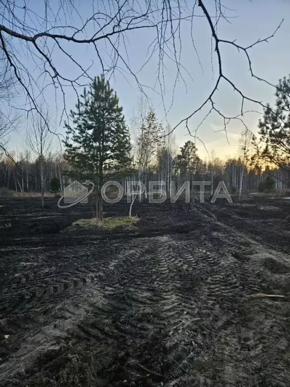 Участок в Тюменская область, Тюменский район, д. Головина ул. Лесная ... - Фото 1
