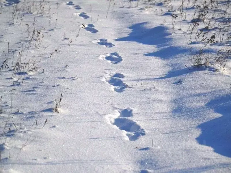 Участок в Омская область, Омский район, Ачаирское с/пос, пос. Речной  ... - Фото 2