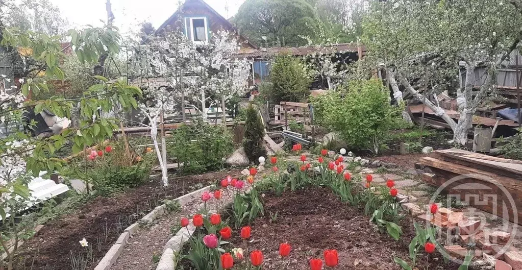 Участок в Санкт-Петербург, Санкт-Петербург, Петергоф  (5.6 сот.) - Фото 2