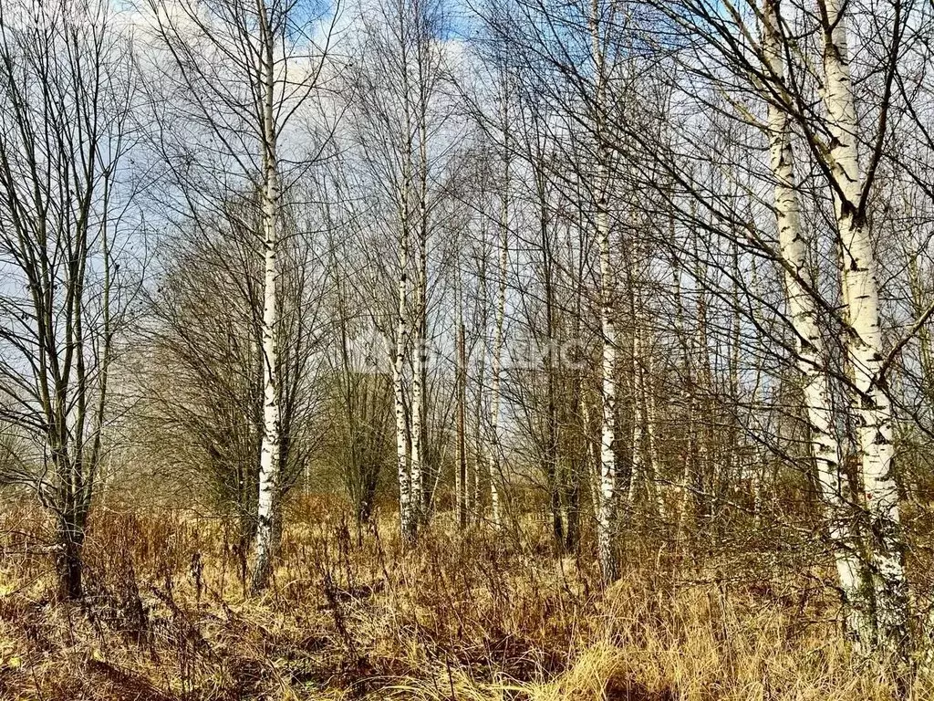 Участок в Владимирская область, Александровский муниципальный округ, ... - Фото 1