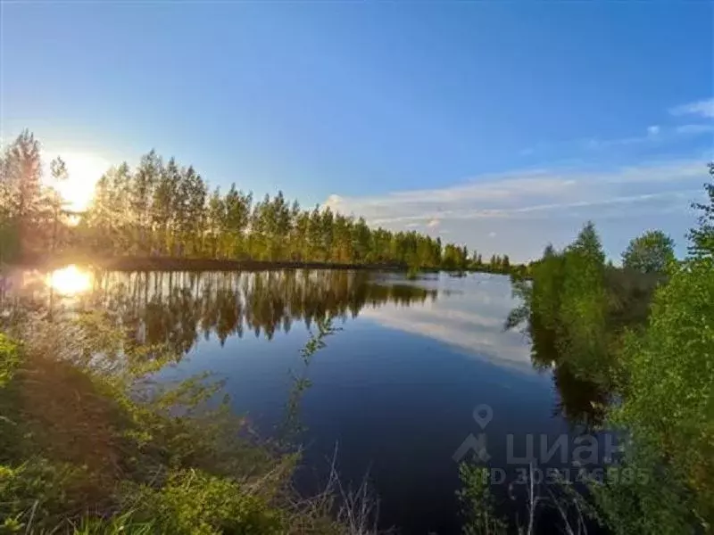 Участок в Ленинградская область, Всеволожский район, Рахьинское ... - Фото 1