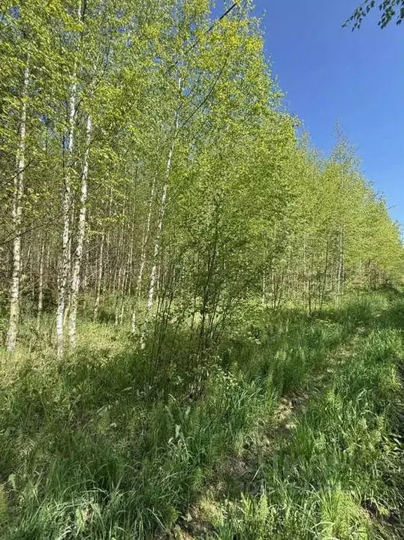 Участок в Кировская область, Слободской муниципальный район, Ленинское ... - Фото 1