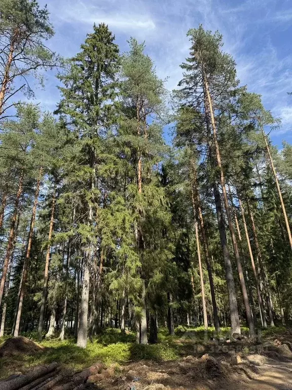 Участок в Санкт-Петербург пос. Репино, Финляндская ул. (1.0 сот.) - Фото 2