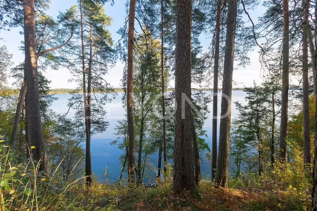 Участок в Ленинградская область, Всеволожский район, Куйвозовское ... - Фото 1