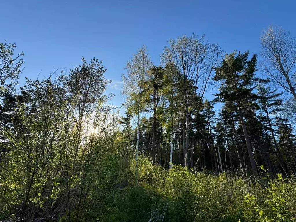 Участок в Ленинградская область, Выборгский район, Полянское с/пос, ... - Фото 2