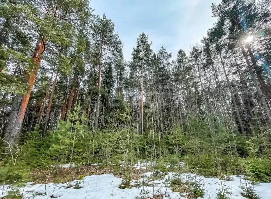 Участок в Санкт-Петербург пос. Молодежное,  (18.33 сот.) - Фото 1