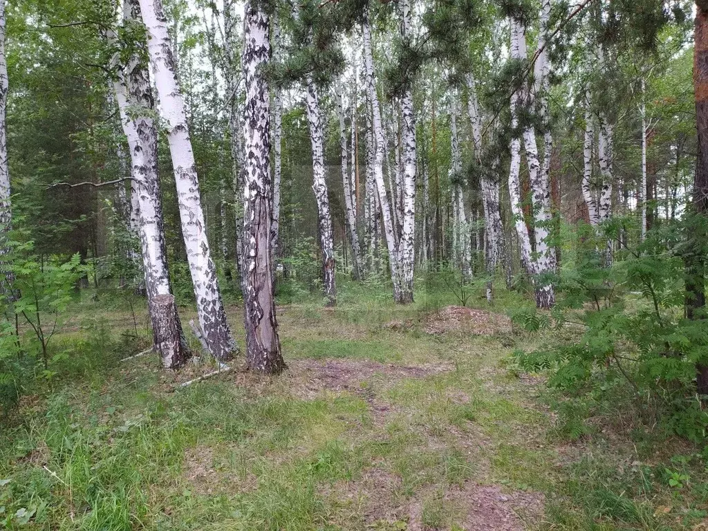 Участок в Свердловская область, Белоярский городской округ, с. ... - Фото 1