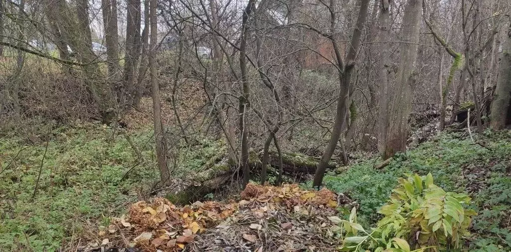 Участок в Московская область, Талдомский городской округ, д. Кутачи  ... - Фото 2
